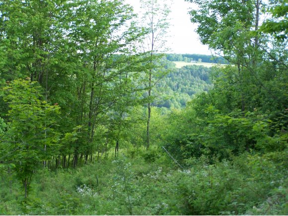  Goldsbury Woods Rd. (Lot 5)