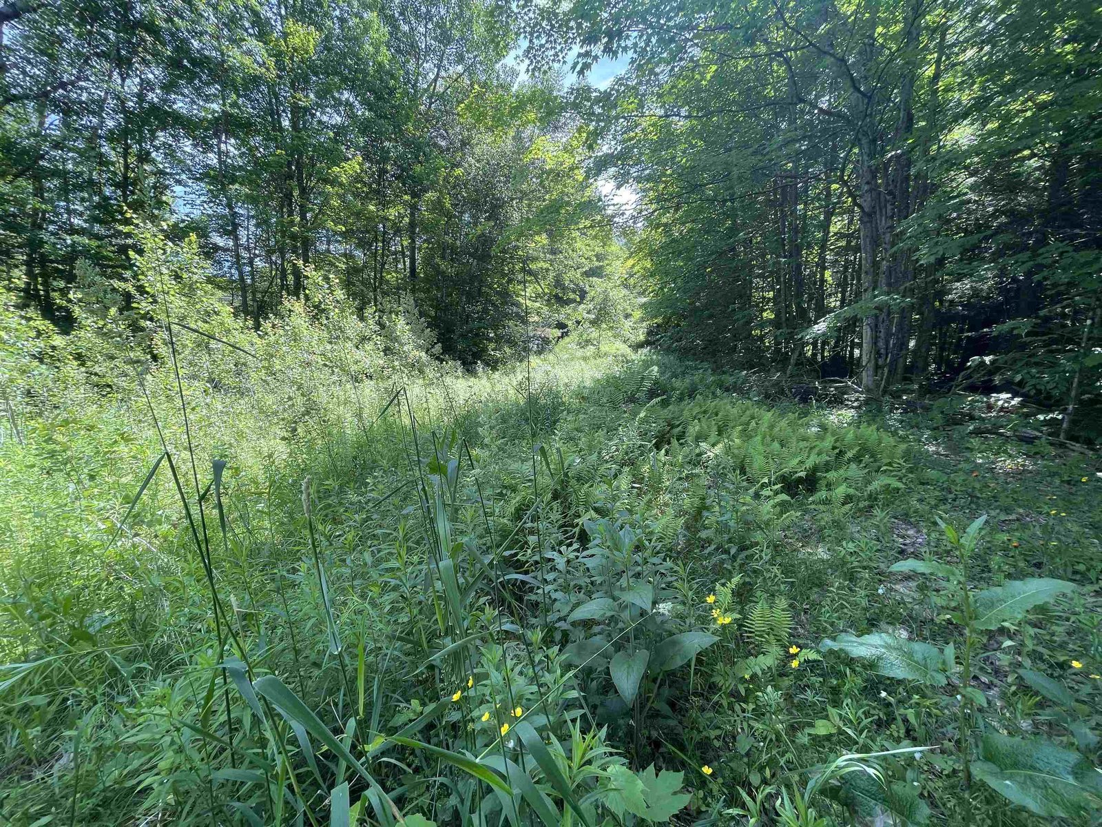 Looking down Schuss Rd