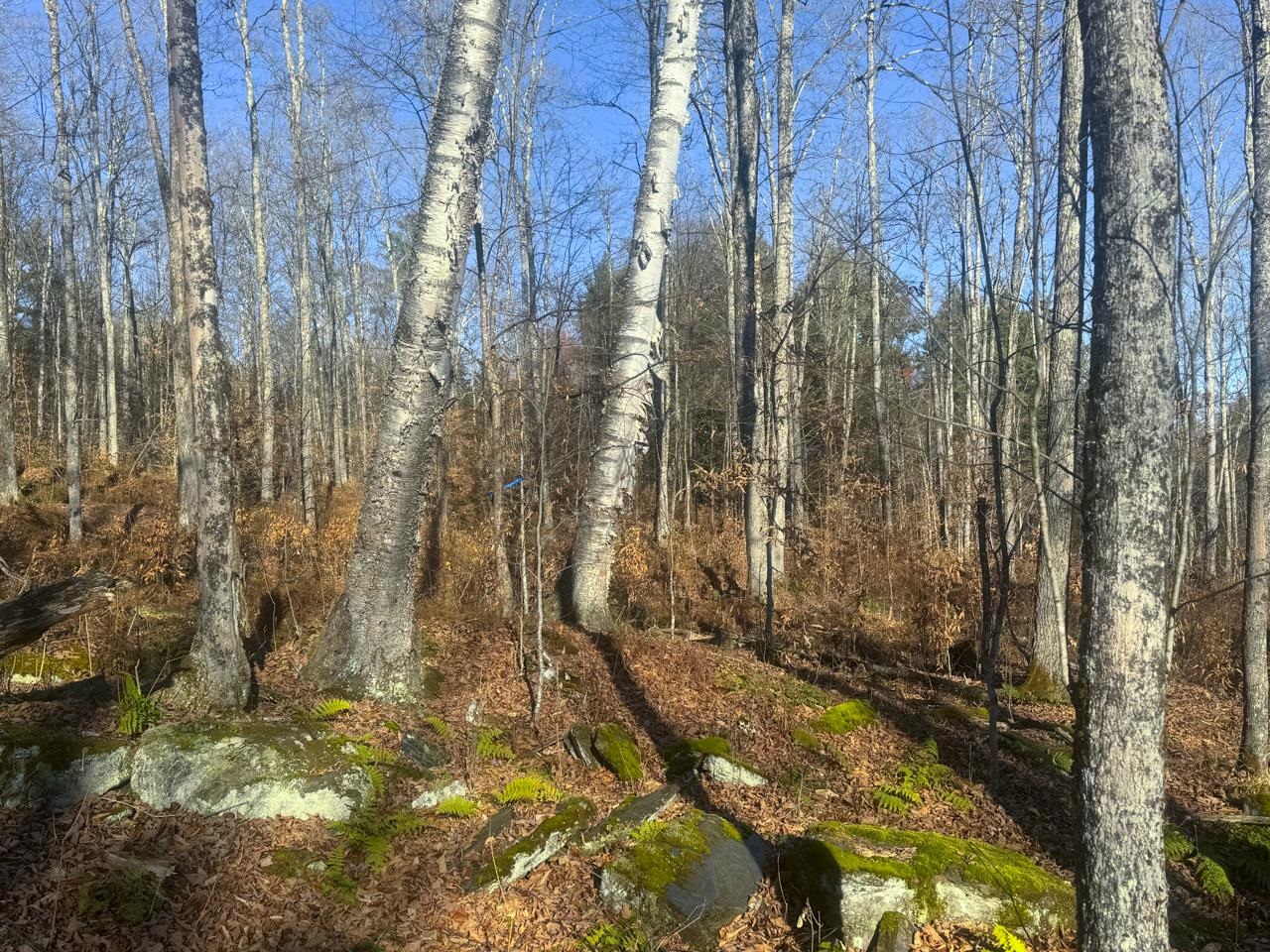 View South Along Fowler Road from Potential Driveway