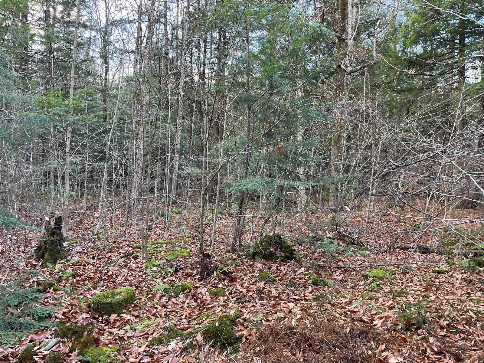 Level wooded lot