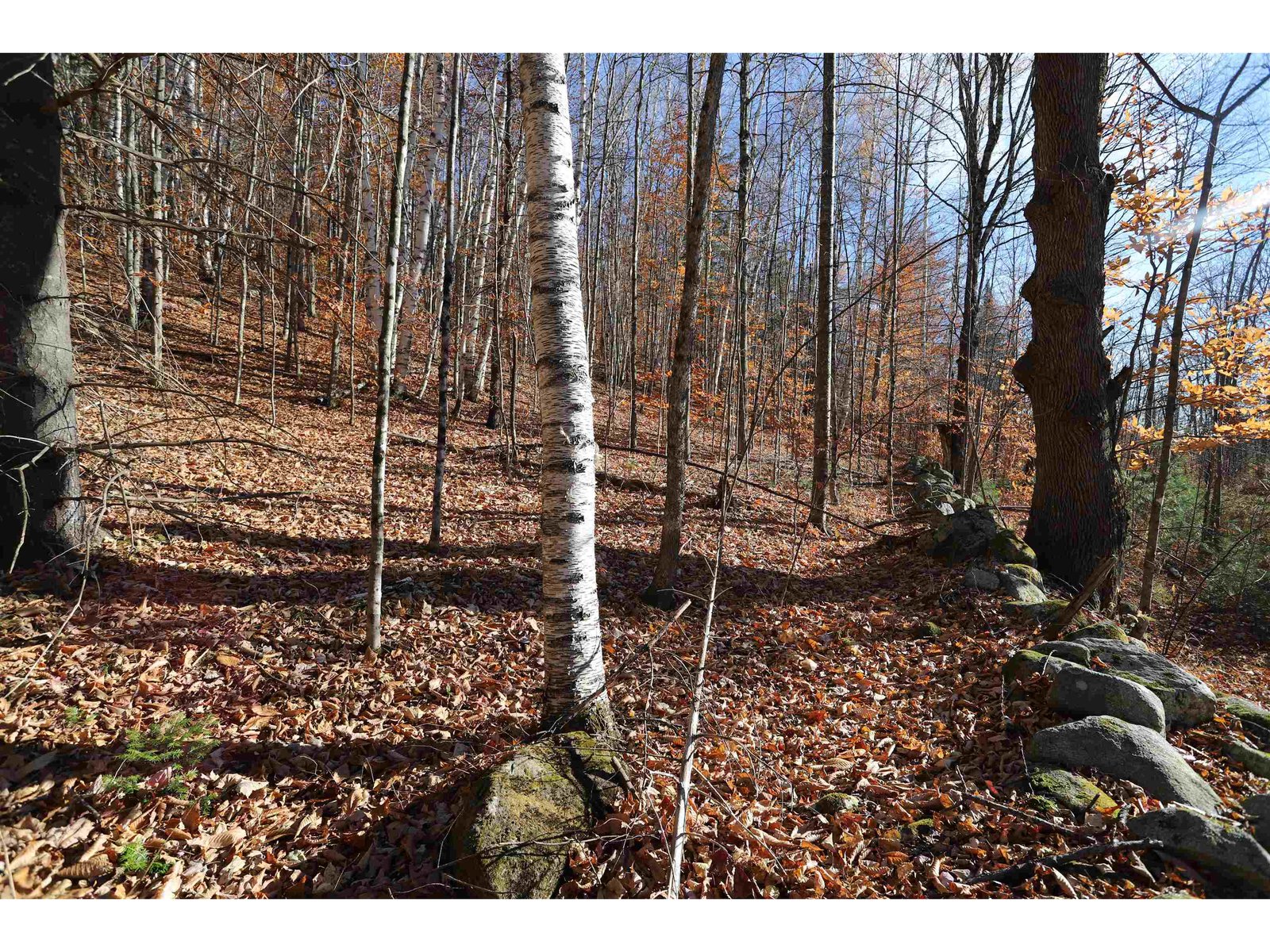 Field Stone Wall at Boundary