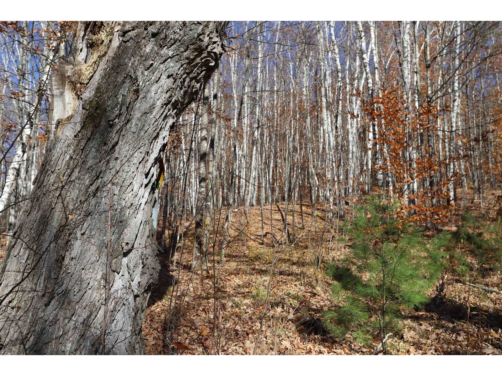 White Birch Stand