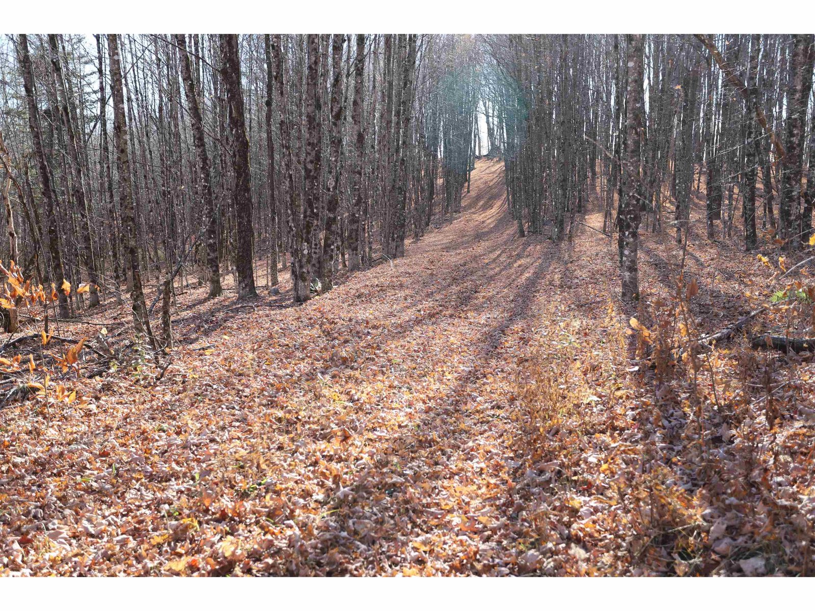 Trail through the Maples