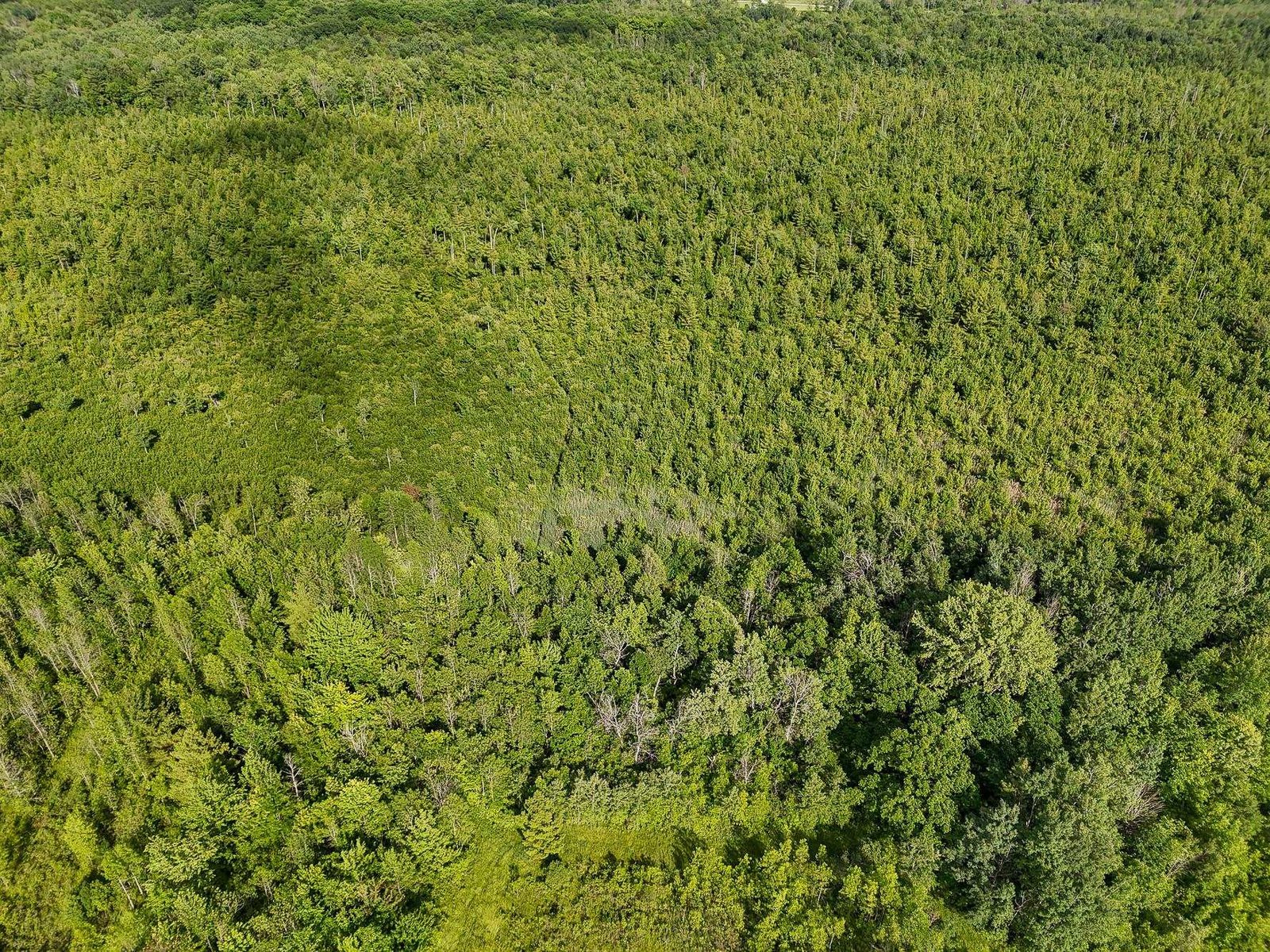 Wooded Lot With Abundant Wildlife