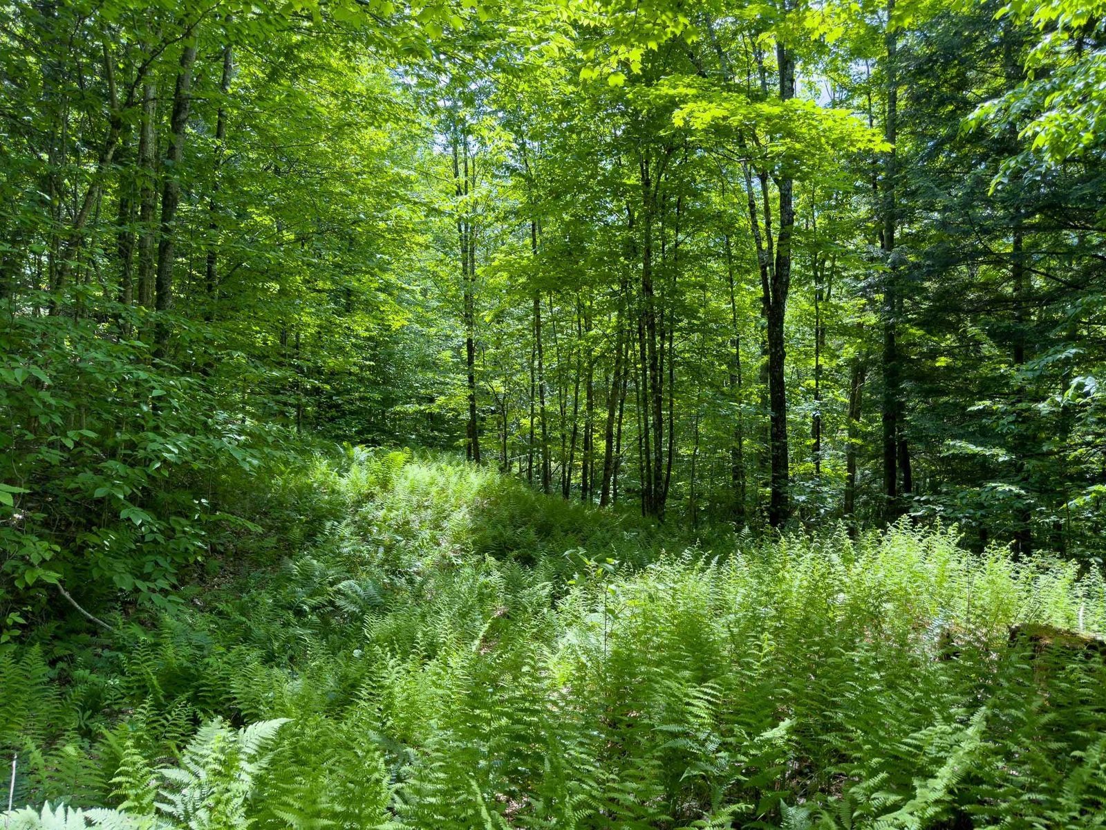 00 Craftsbury Road