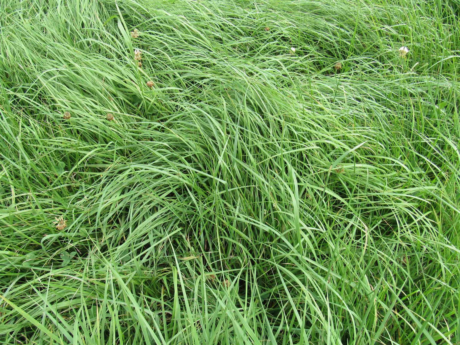 Lush grasses