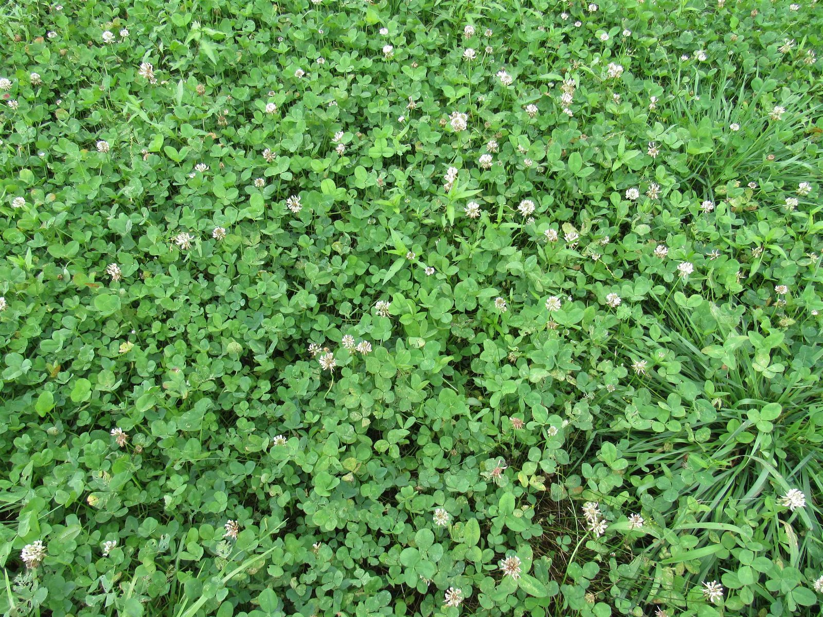 Even a patch of clover