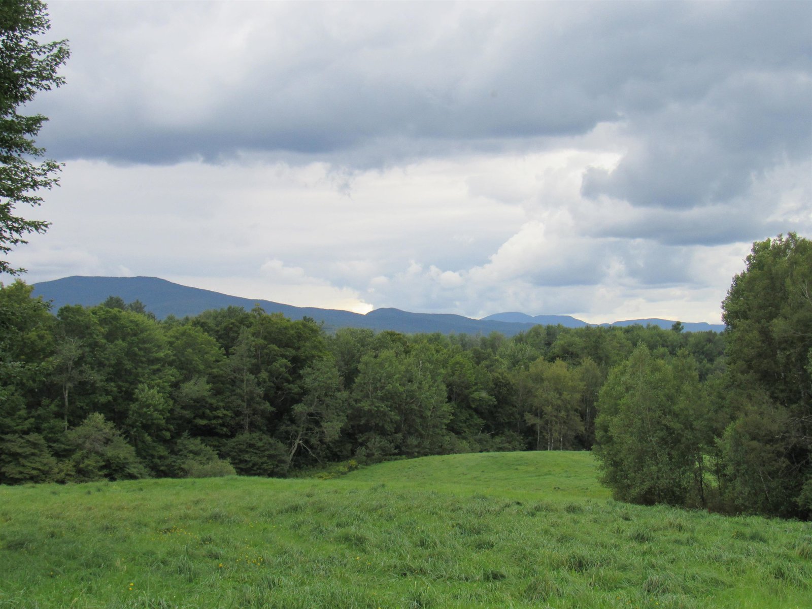 Tree lined fields with mountain views