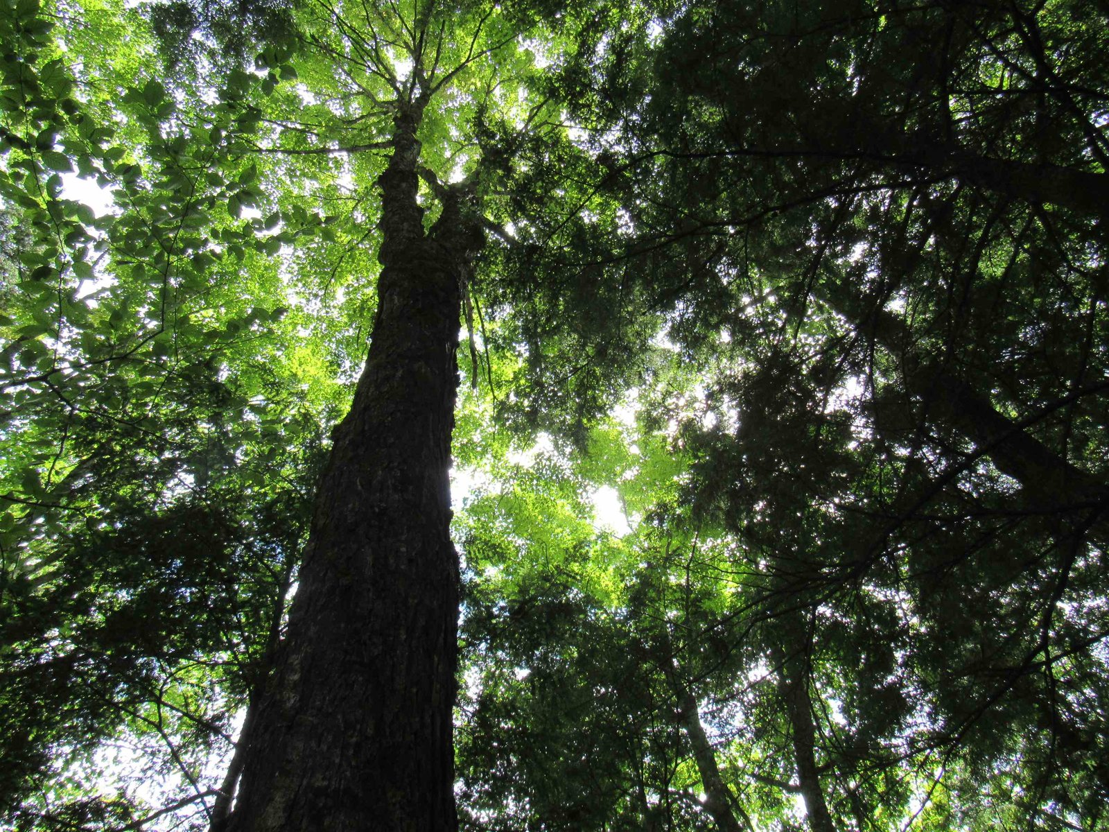 There are some towering trees