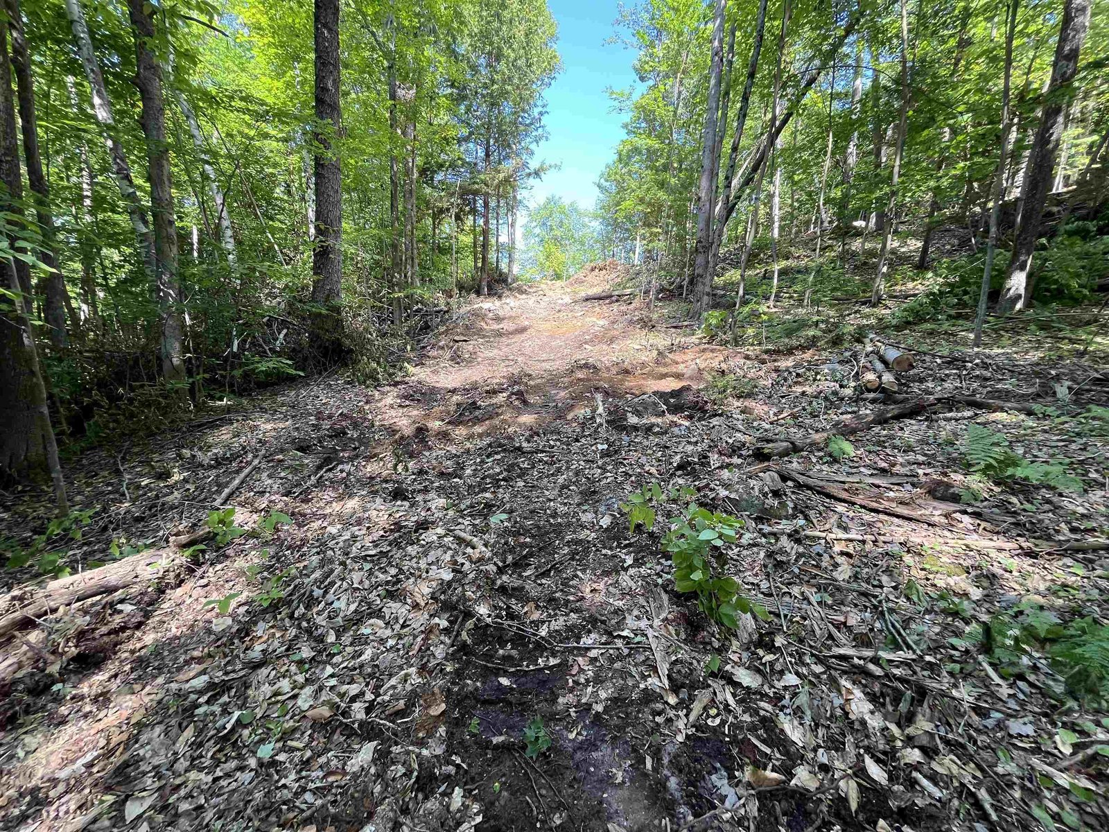 Proposed driveway up to road