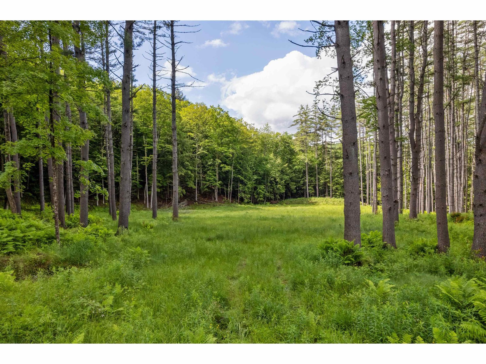 Partially cleared area ready to build