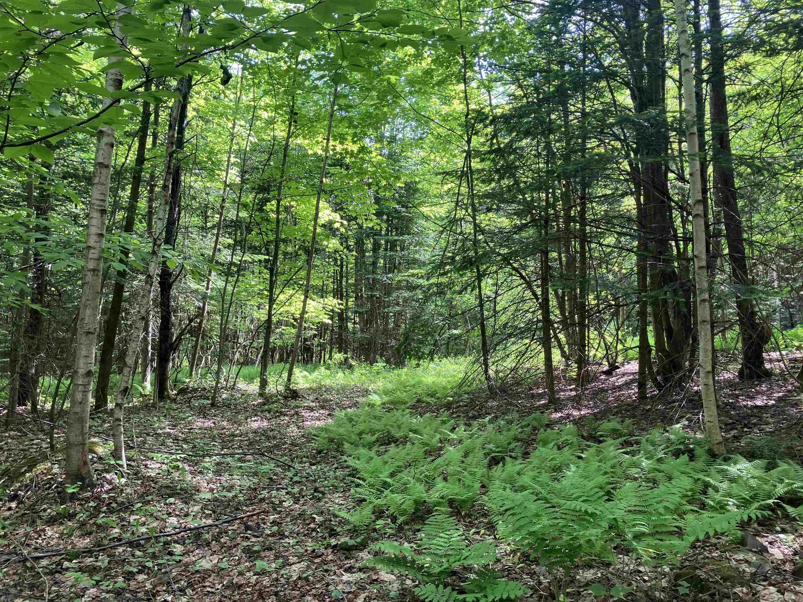 Old Logging Trails in the Woods