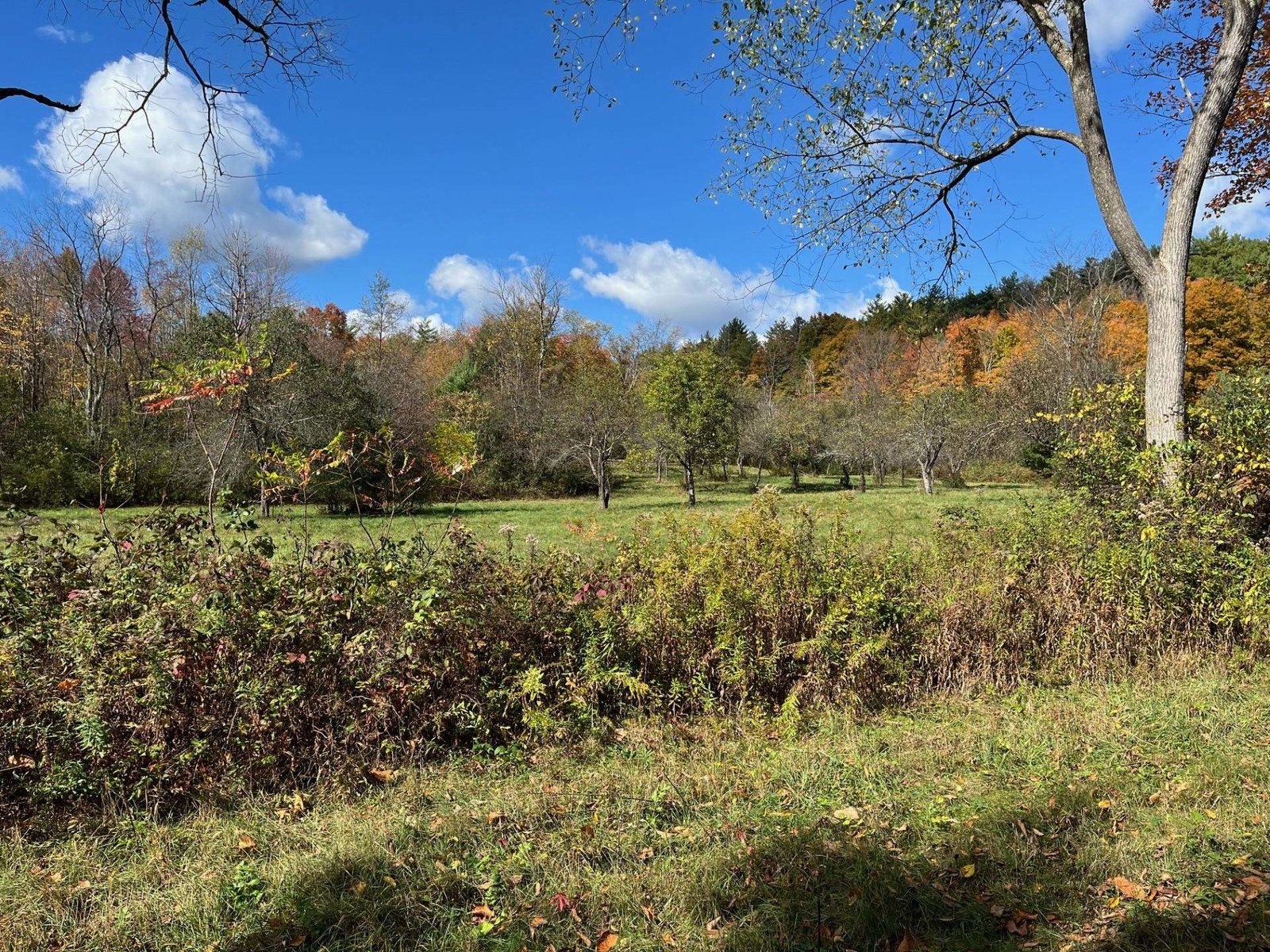 View of Stiles Mountain from the House