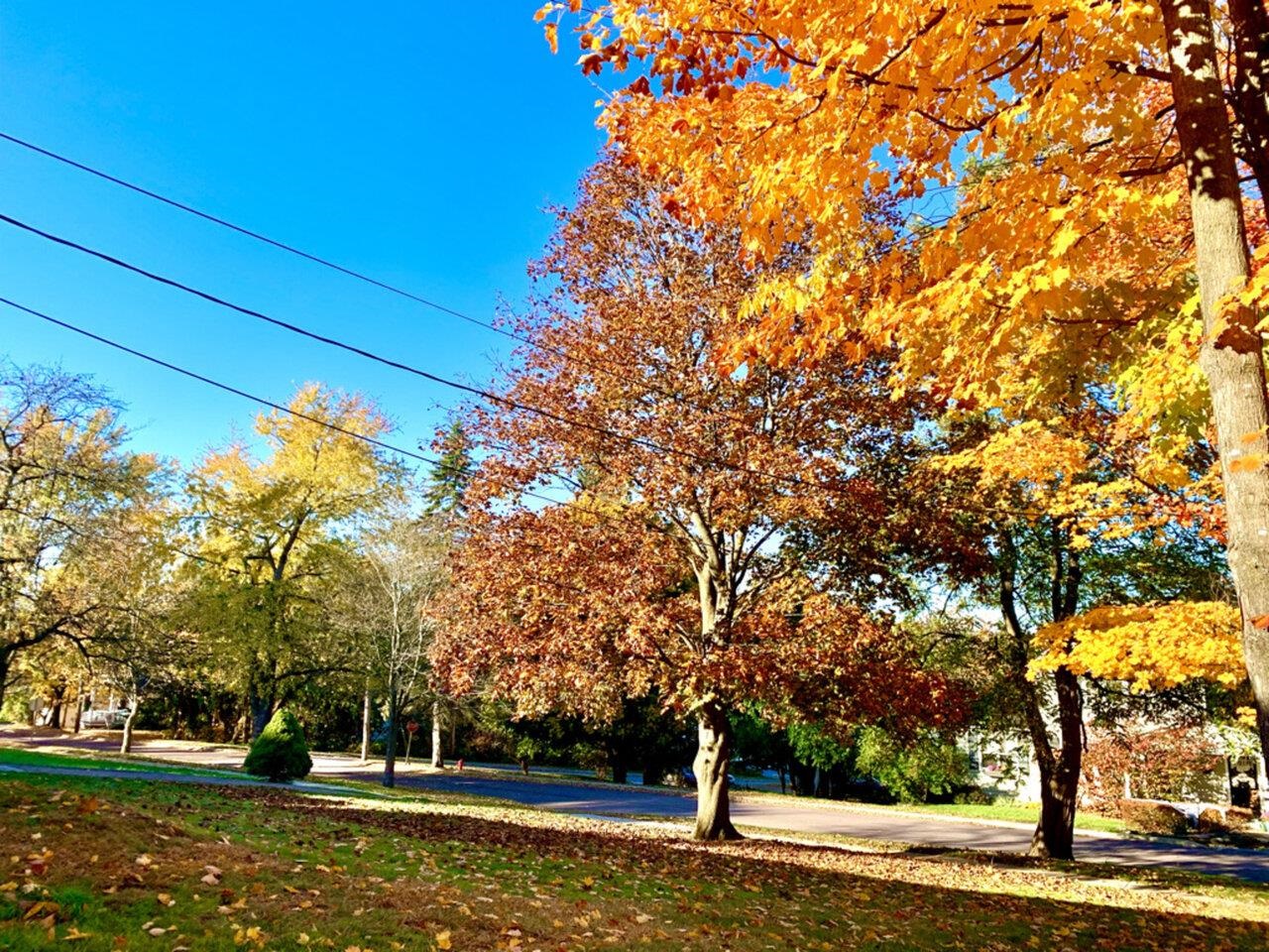 High Street-Front Yard