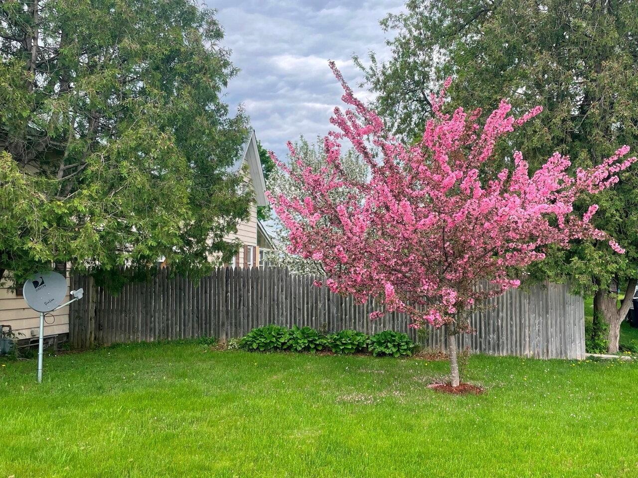 Mature Flowering Trees