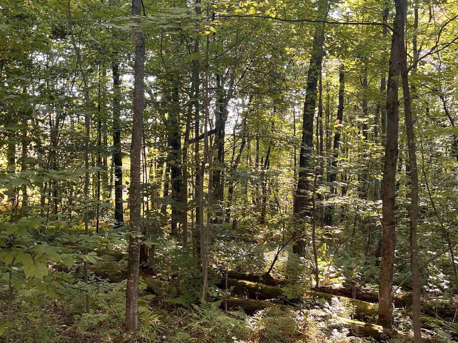 SOUTHERN VIEWS OF THE GREEN MOUNTAINS