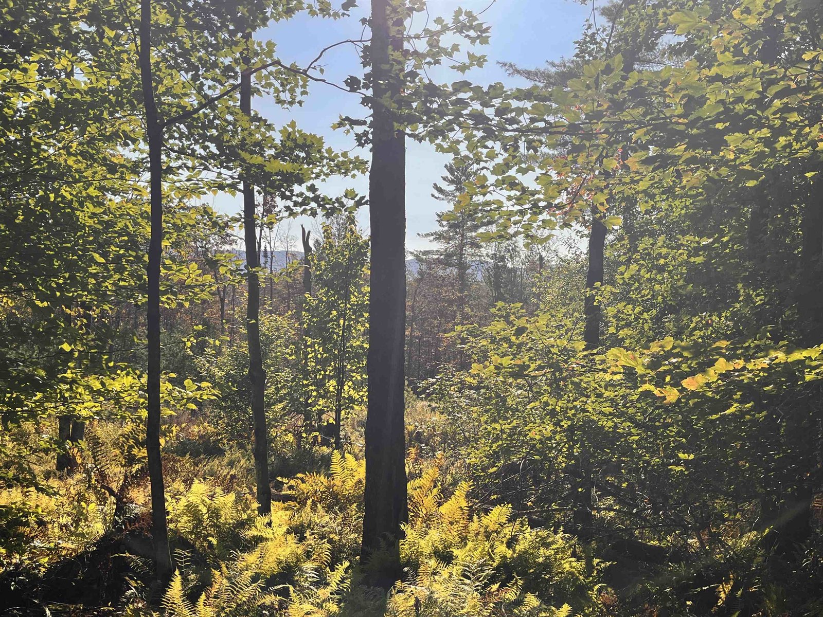 BUCOLIC NORTH BRANCH ROAD