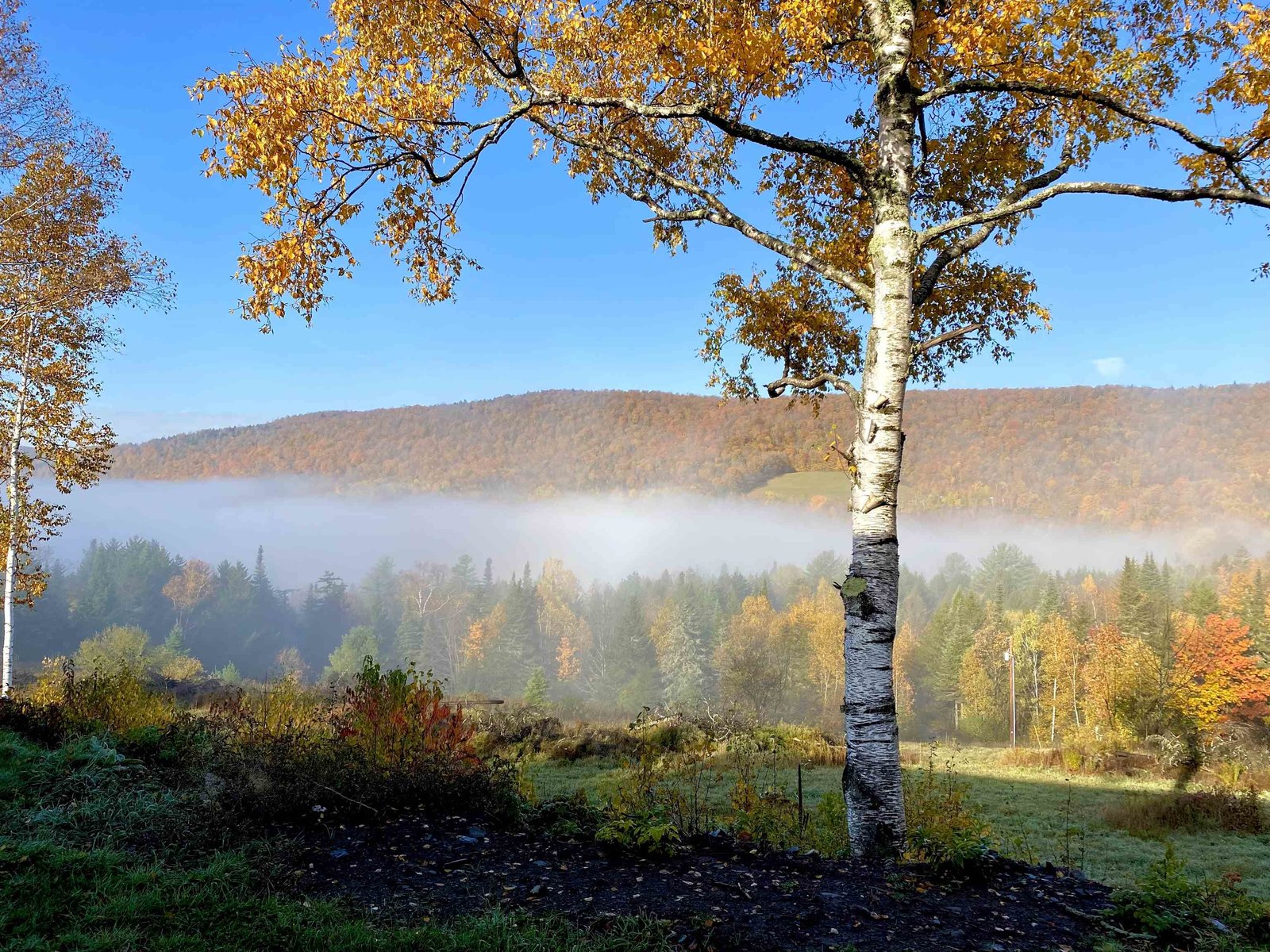 Fall Foliage