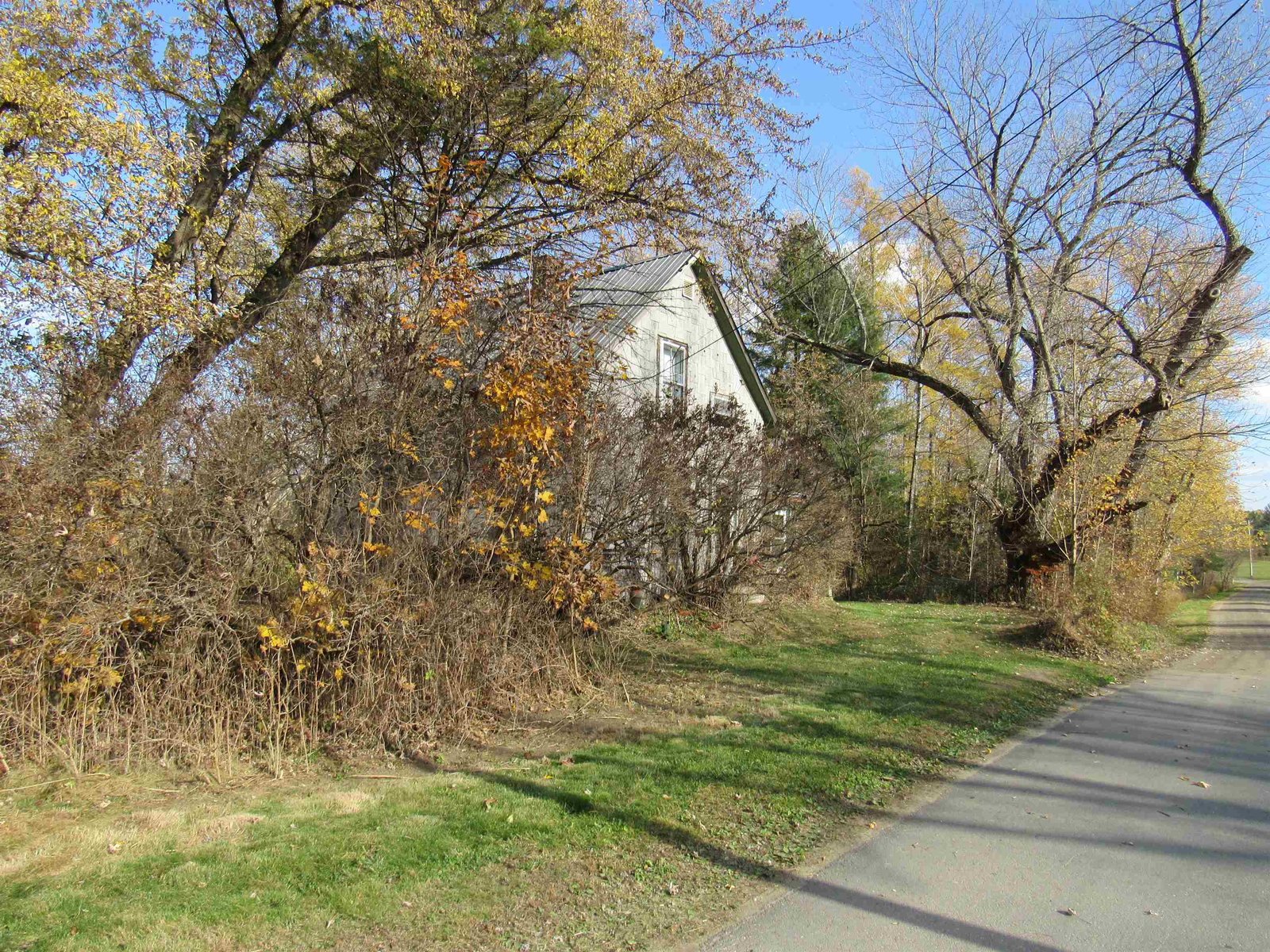 Some Shade Trees too