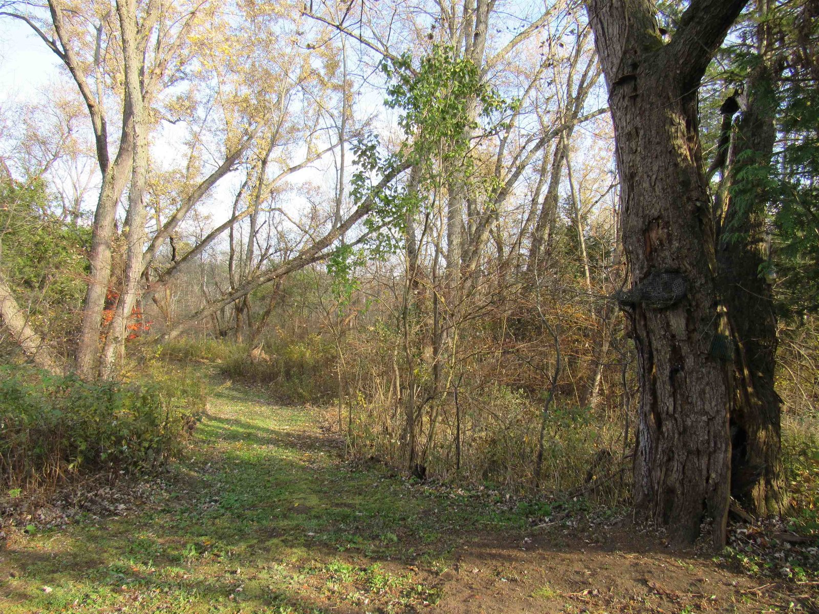 Drivable Road into the Property or a Wonderful Walking Path