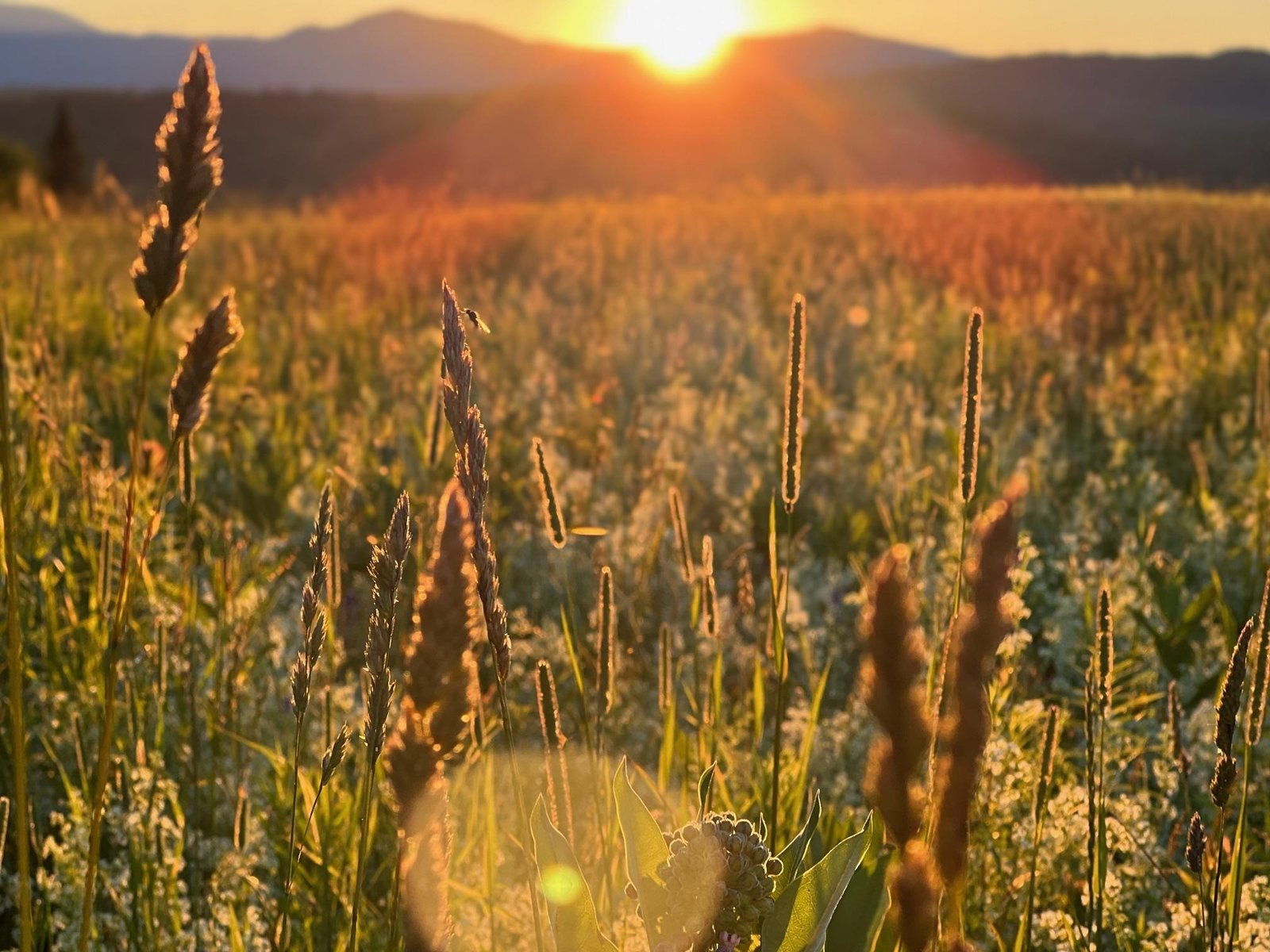 Field of Dreams