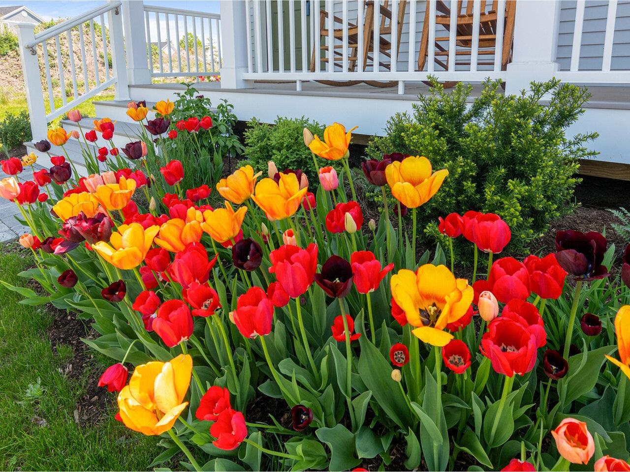 Colorful perennials!