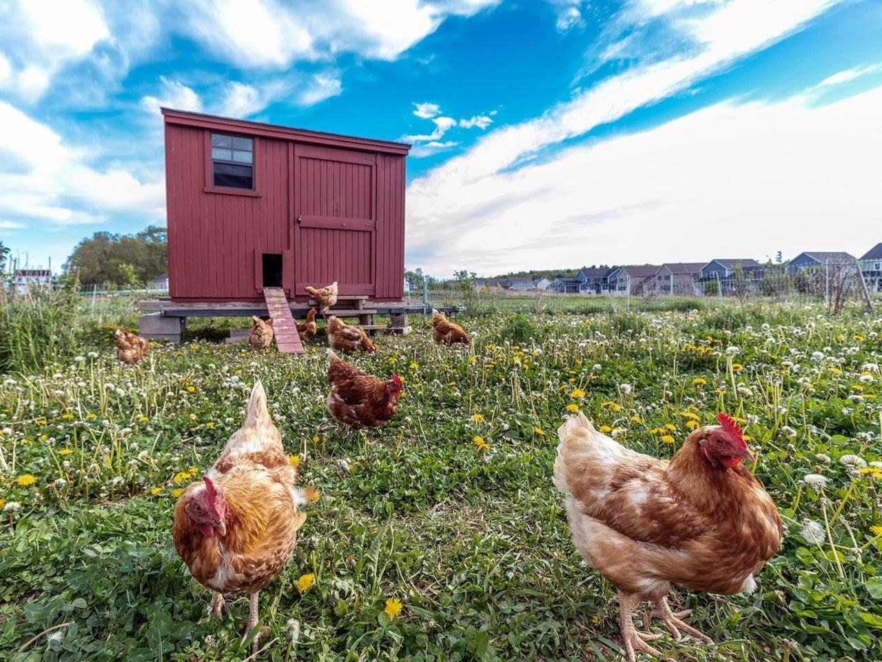 Vermont's first Agrihood!