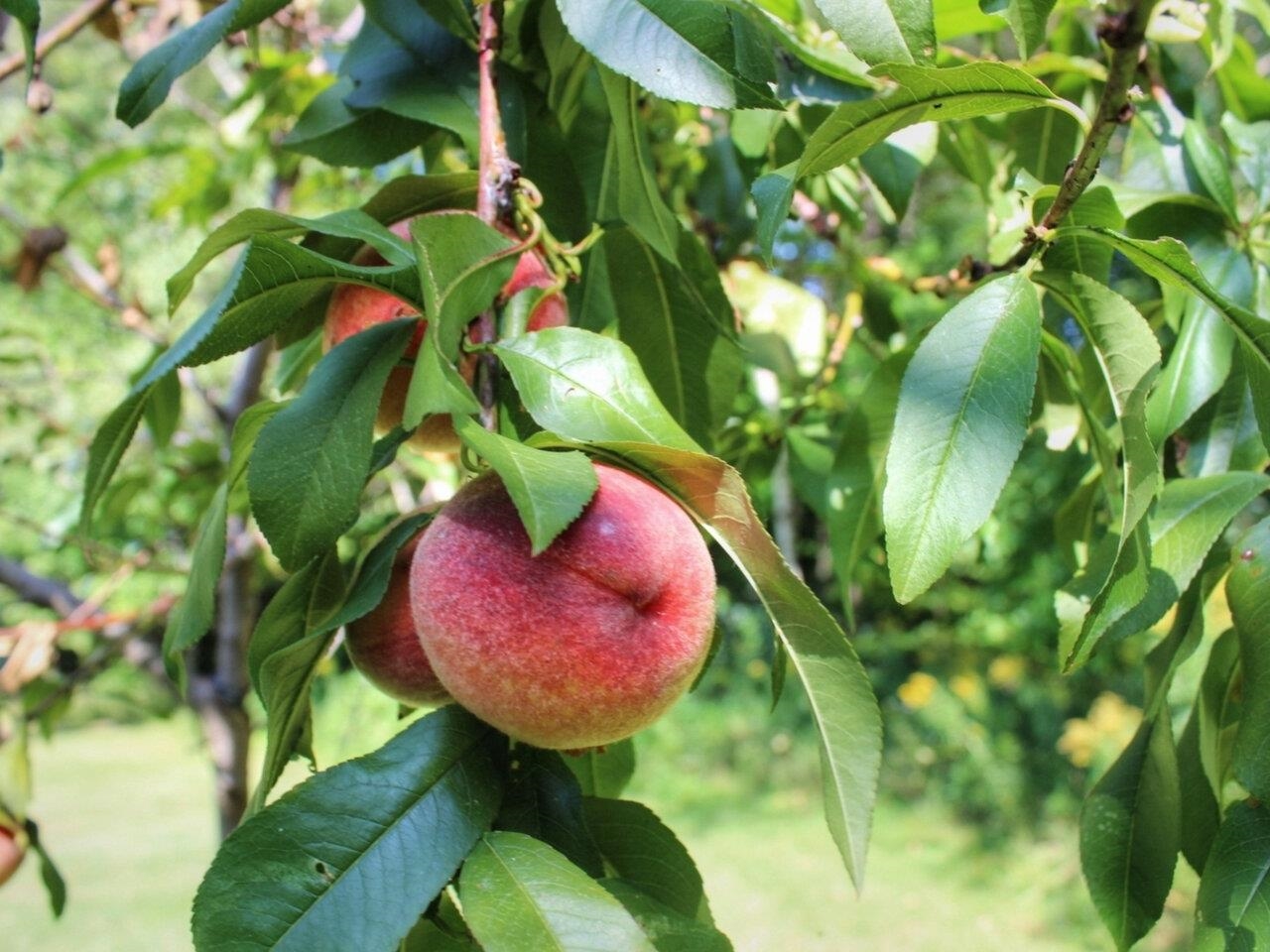 Peaches, plums & blueberries!