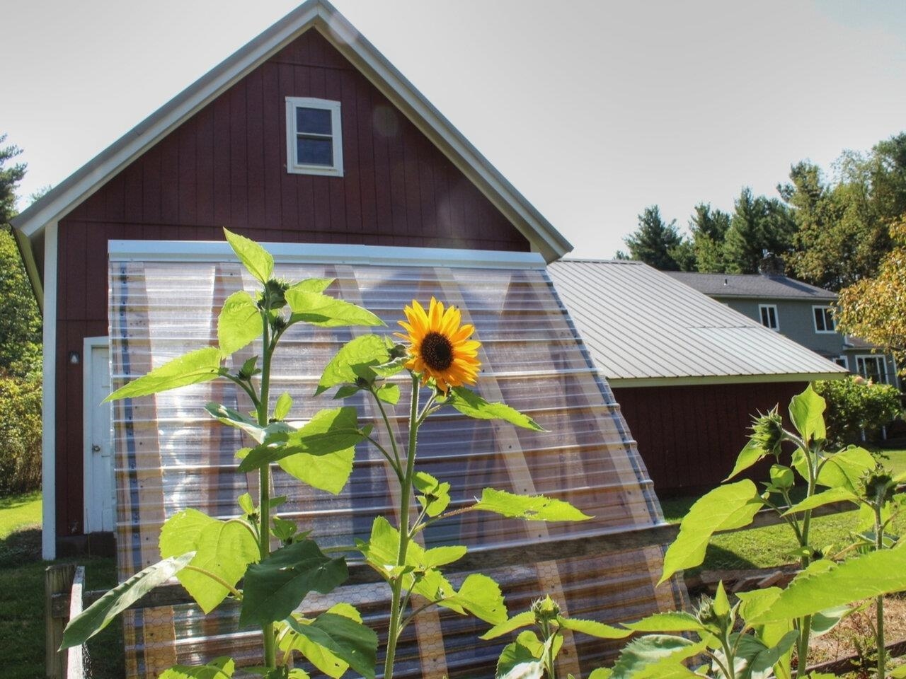 Sunshine & sunflowers delight