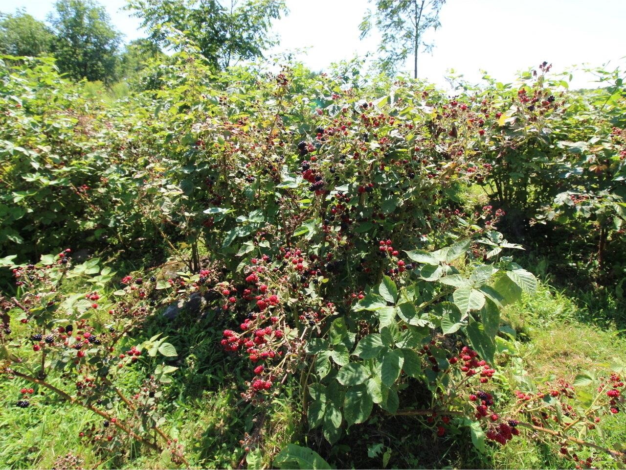 Blackberry Patch in Backyard