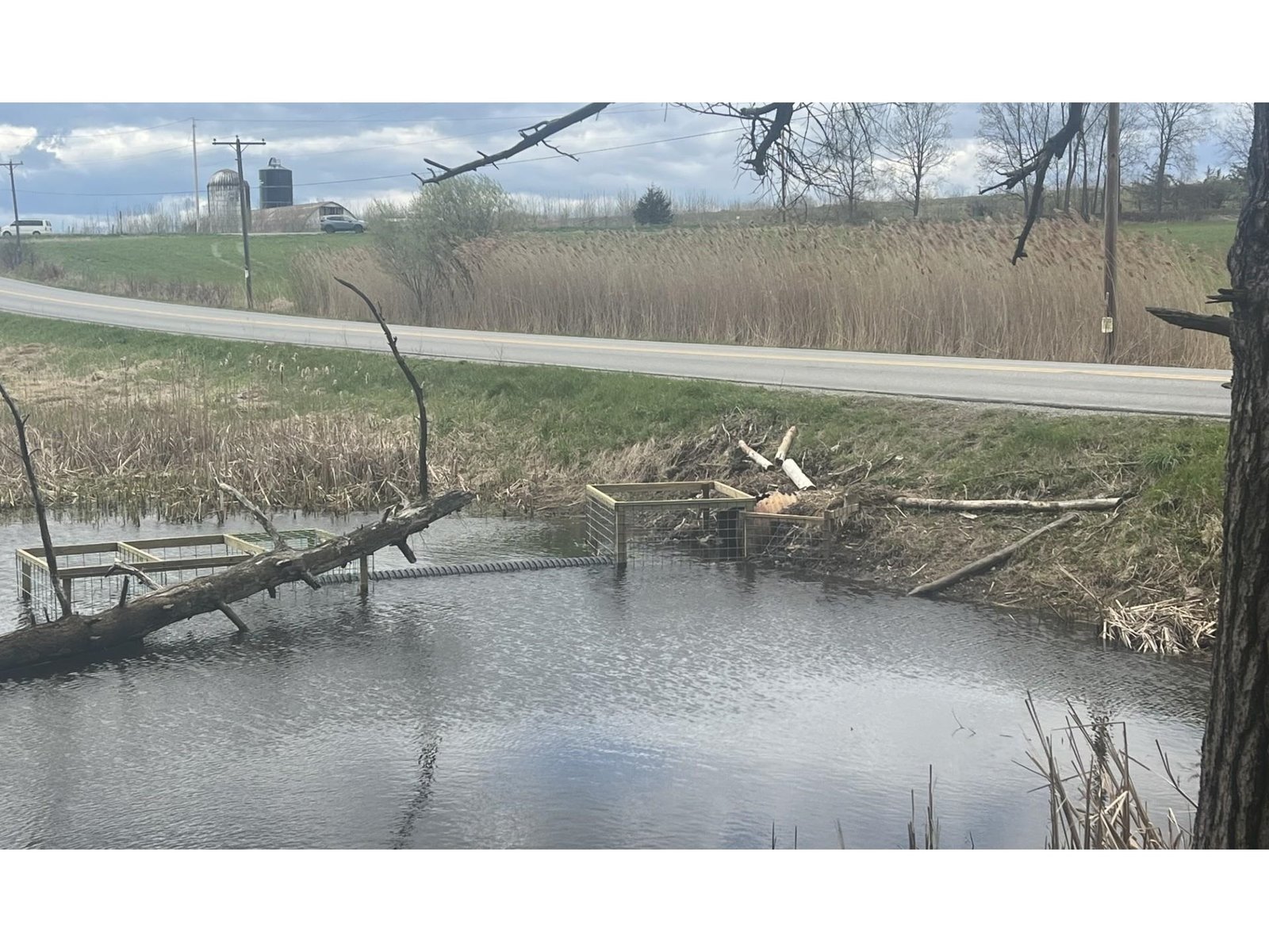 beaver pond