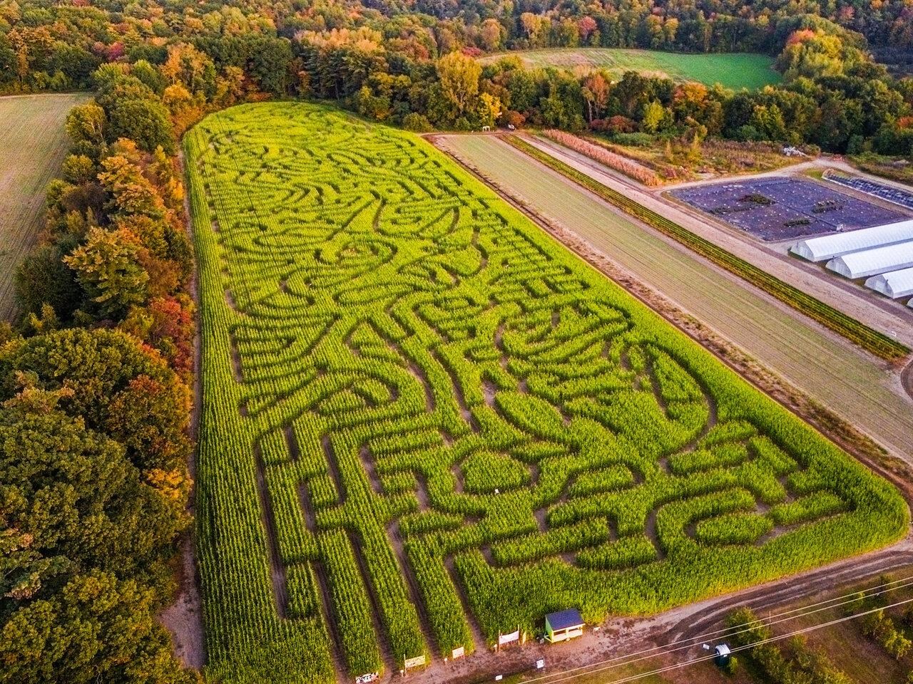 And Corn Maze