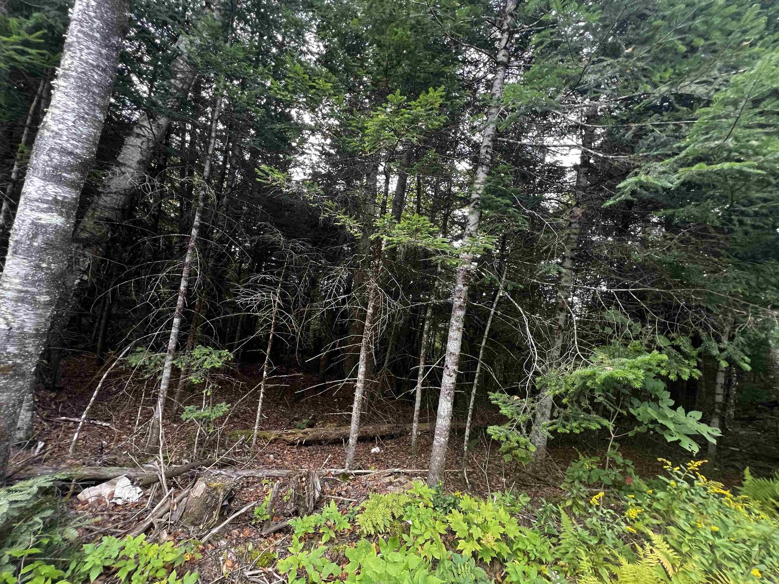 LOT 1D White Birch Acres Road