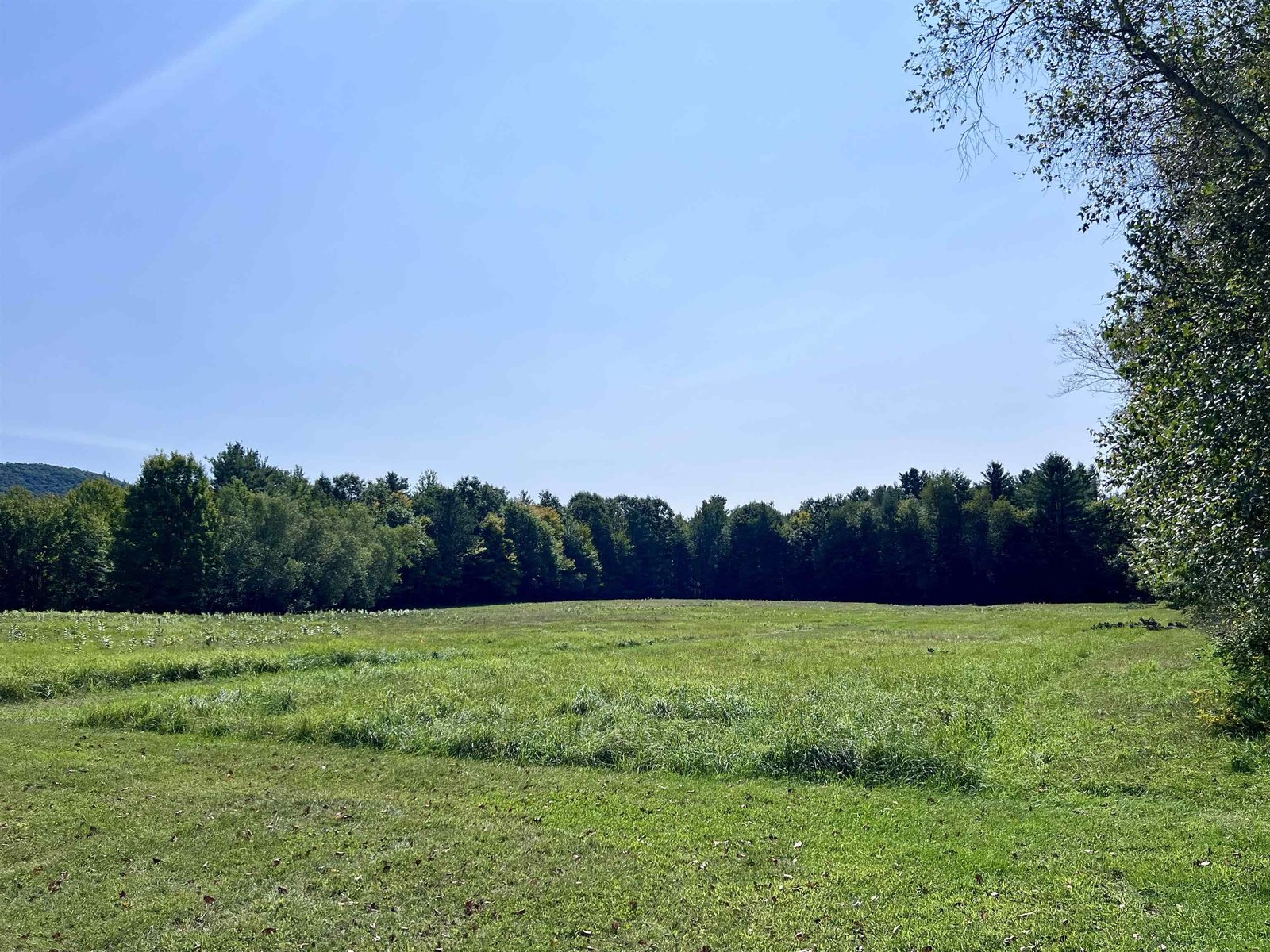 Gentle slope into the trees on the east side of the lot