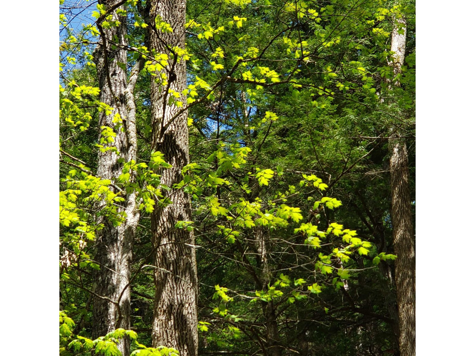 TBD Waits River Road